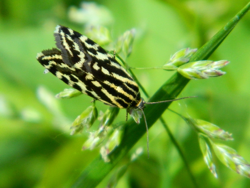 Acontia (Emmelia) trabealis - Ciclo vitale - Viadana (MN)